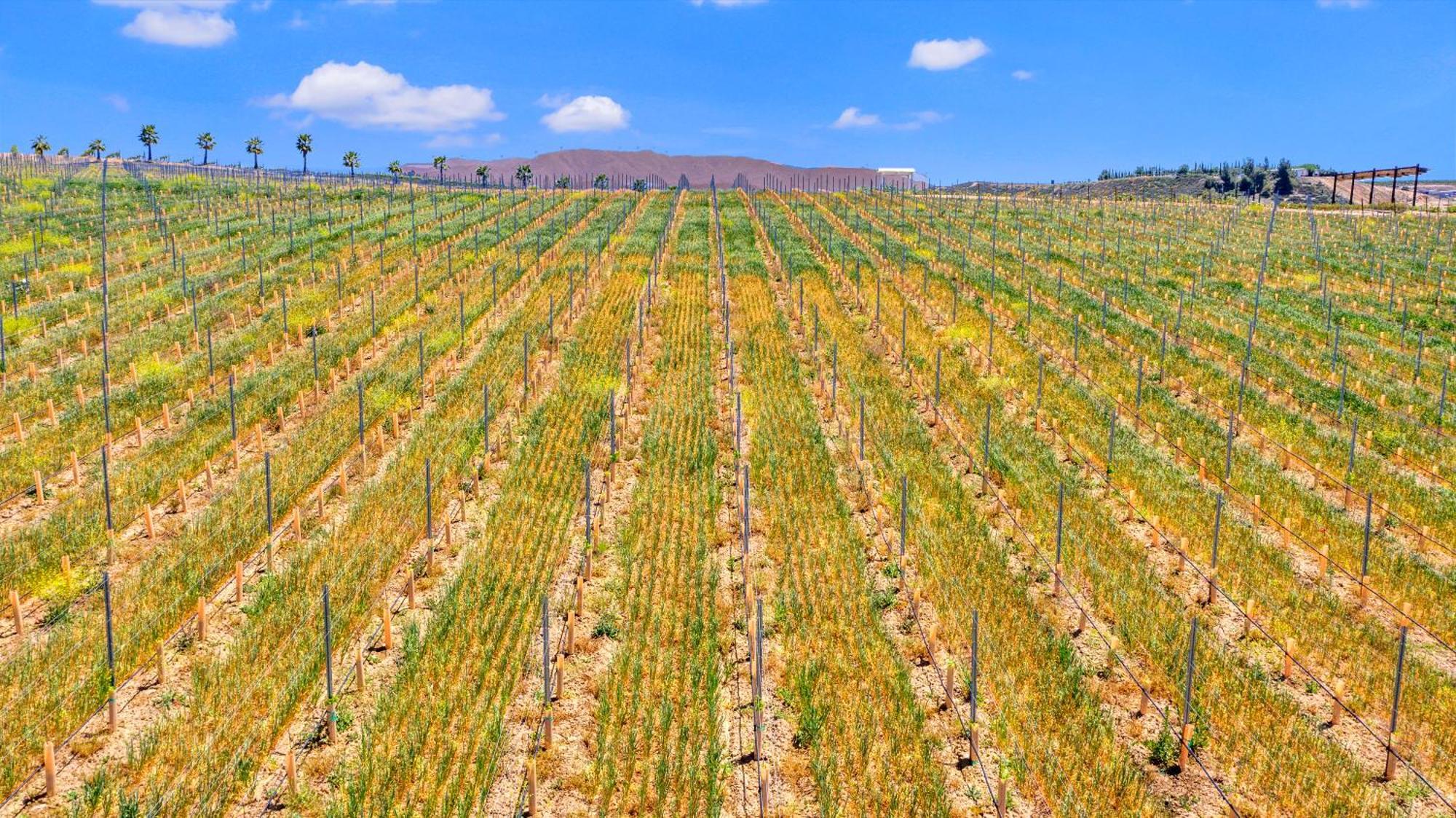 Hampton Inn & Suites By Hilton Hemet Menifee Murrieta Luaran gambar